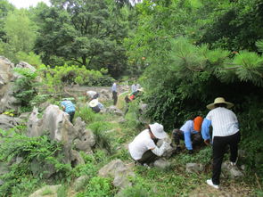 官方回应环卫工擦树枝事件，揭秘城市绿化养护真相与三大整改方案