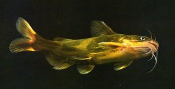 黄颡鱼类型全解密，2025夜钓高手私藏的5种黄辣丁实战钓法