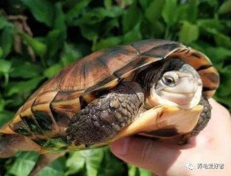 2025年安哥洛卡龟饲养禁区揭秘，合法渠道+实战环境搭建全攻略