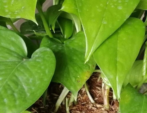 芫荽叶总种不活？2025年资深玩家揭秘3大品种差异与7天速生法