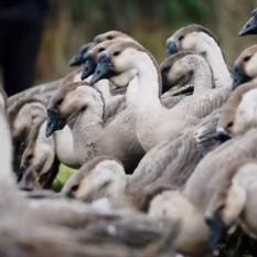 养狗小游戏总养死？2025年最新AI训练算法+7大隐藏机制全解析