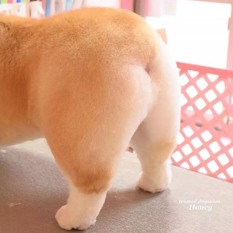 听说，你们家游戏的“主理人”，是一只狗？