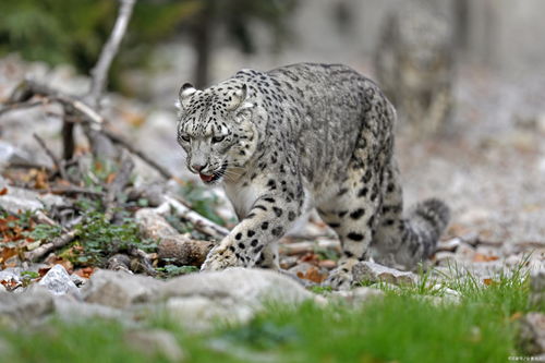 获孩神认可！狗屁王5雪豹鼠标被赞为颠覆性游戏神器