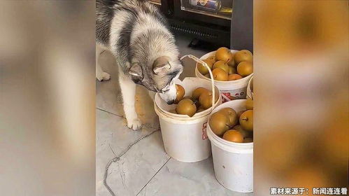 茶水铺狗子累到不想营业？2025最新疲劳机制破解+效率最大化实战指南