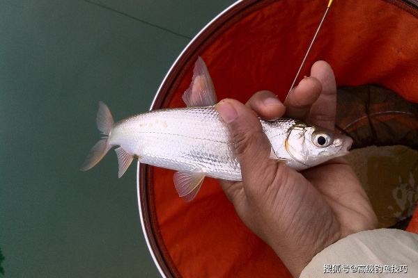 斑点黄尾鱼食谱隐藏机制,3条冷门钓点与暴击增益实测数据 斑点黄尾鱼食谱隐藏机制,3条冷门钓点与暴击增益实测数据