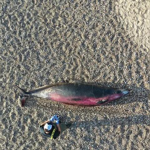 游民星空Steam 3A大促，生化4重制80元，死亡搁浅导剪版低于50元