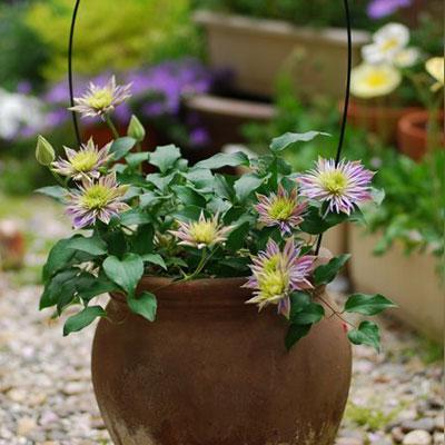 网购仙女棒变铁丝？2025消协内部维权路径+假货鉴别实战手册