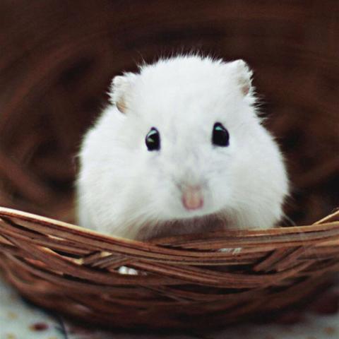 Steam新品节仓鼠萌语免费试玩今日开启，速来体验萌趣魅力