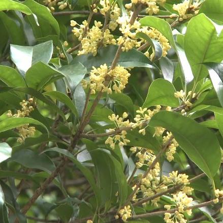 2025云随风动技术突围,开放世界天气系统3大实战算法与性能优化全解 2025云随风动技术突围,开放世界天气系统3大实战算法与性能优化全解