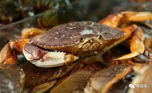 2025年最新，7种海湾蟹类型深度对比与避坑指南