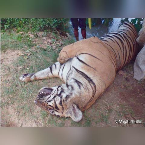 泰国清迈12天内72只老虎死亡,食物中毒与故意投毒可能性已被排除 泰国清迈12天内72只老虎死亡,食物中毒与故意投毒可能性已被排除