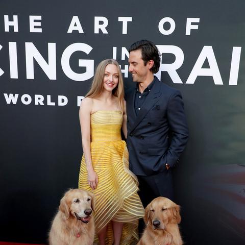 重温绝美热辣!好莱坞一代金发女神阿曼达·塞弗里德魅力写真大放送 重温绝美热辣!好莱坞一代金发女神阿曼达·塞弗里德魅力写真大放送