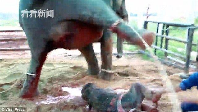 泰一公象相亲被催急眼,怒踩主人致其肺部撕裂 泰一公象相亲被催急眼,怒踩主人致其肺部撕裂