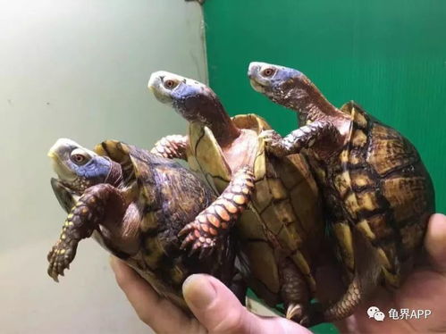 悟空打龟类型深度拆解，从岩甲龟到玄水冥龟的克制链