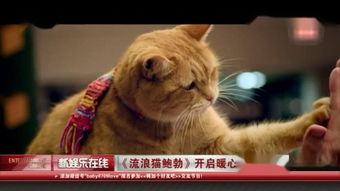 B站UP主97%好评迷途猫续作来袭！1人绘千猫世界，Demo亮相新品节