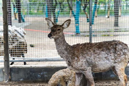 2月新品节双人动作肉鸽虫虫巴迪登场，demo更新及未来计划曝光！