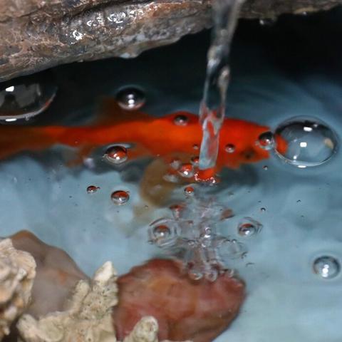 2025年还在踩坑？玫瑰传奇私服最新避坑指南+打金实战全解析