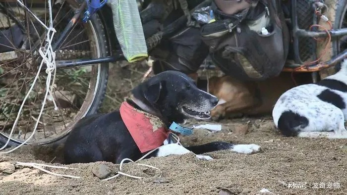 长途跋涉十几个小时，小狗累成狗，面相都变样了！