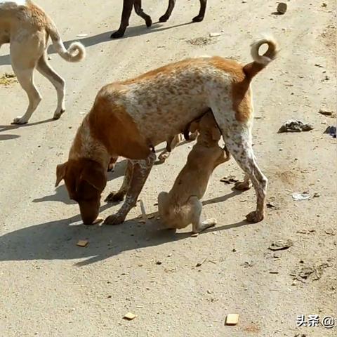 新品节现节奏汪星！跟着节奏撸小狗，开启轻松治愈律动之旅
