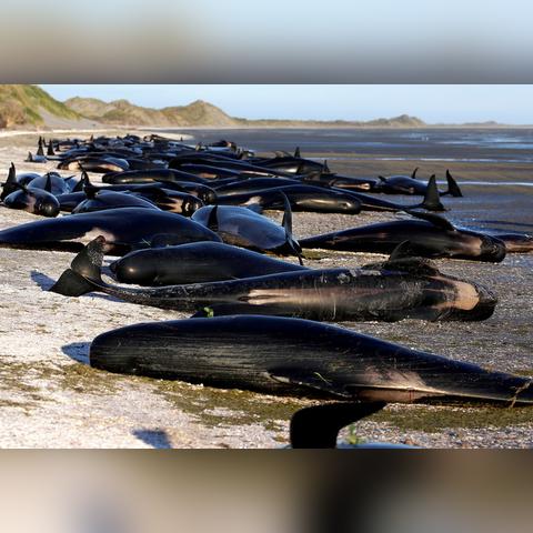 《午夜以南》击败《死亡搁浅2》拿大奖 引发热议