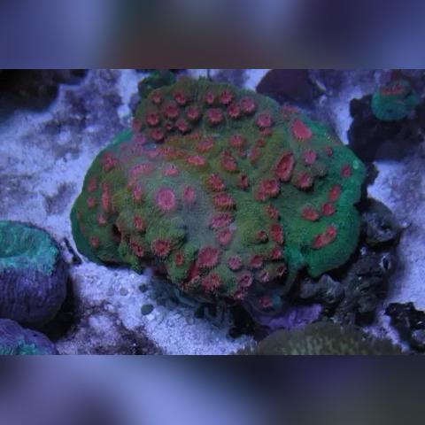 生化9显卡帧数实测，光追、DLSS等多条件下表现大对比