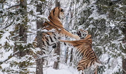 哈尔滨300多只东北虎面临口粮难题,真要开启轻断食模式了! 哈尔滨300多只东北虎面临口粮难题,真要开启轻断食模式了!