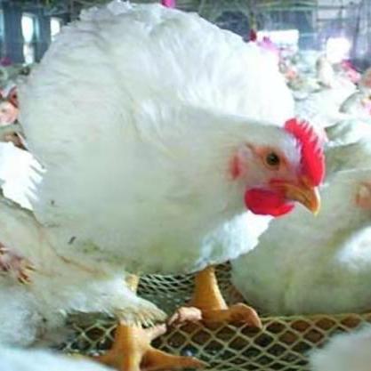 打脸萨2025环境破局，高胜率构筑与对局决策全案