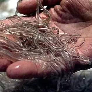 全新公开！体验第一人称心理恐怖游戏坏死症: 完整意识的惊悚魅力