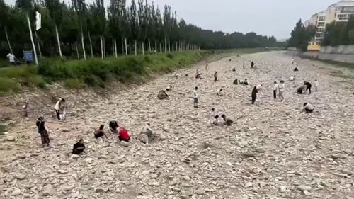 河道曾采金鸭子误食，主人杀鸭竟从鸭肚中剖出黄金！