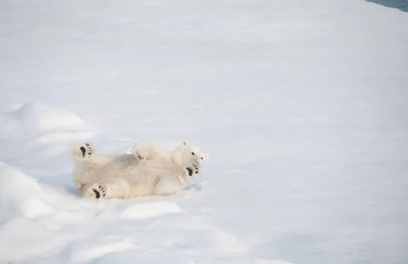 温柔的动物有福了,2026年终极攻略,从零到五星岛屿的30天实战手册 温柔的动物有福了,2026年终极攻略,从零到五星岛屿的30天实战手册