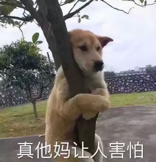 三千多年前3只撞脸表情包小狗现身,网友直呼,抽象穿越时空再现 三千多年前3只撞脸表情包小狗现身,网友直呼,抽象穿越时空再现