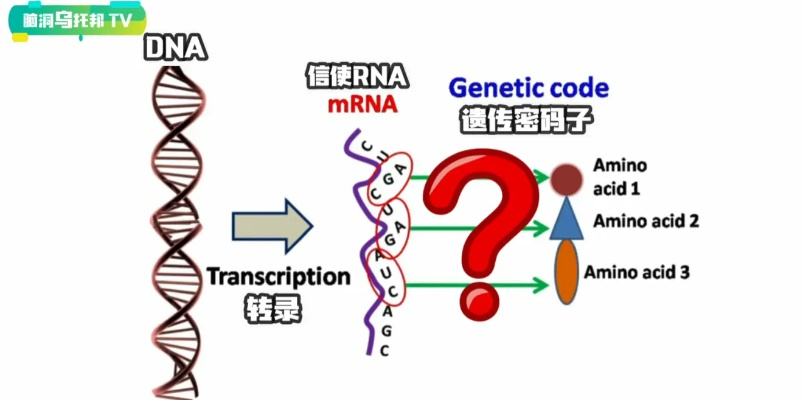 一、先搞懂sf1.76的基因密码