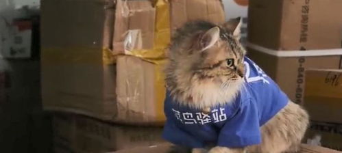 海狮商场暴走顾客尖叫逃离？2026年公共场所动物失控应急逃生权威指南