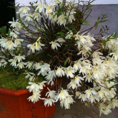 千年何首乌真假辨别，从游戏道具到现实药材的跨界剖析