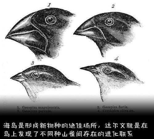 两种物种的本质分野