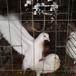 官宣！恐怖肉鸽恐怖的世界1.2更新，游戏规模扩20%添天气系统等内容