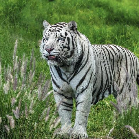 支付宝集五福2024什么时候开始？内部消息+3大隐藏玩法全揭秘