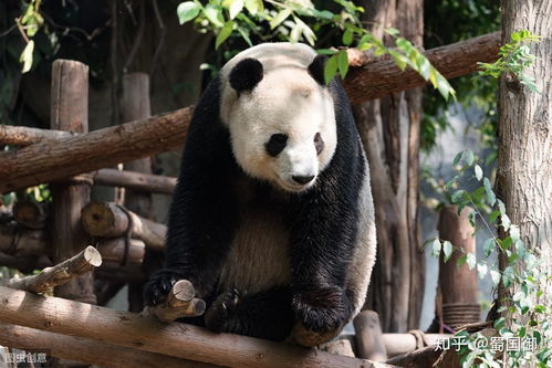 成都天宠网靠谱吗？2026本地宠物交易避坑指南与真实口碑拆解