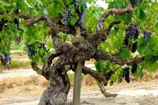 百岁葡萄树每颗10元，解码老藤葡萄酒的顶级玩家游戏