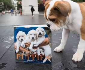 狗狗卖娃怎么赚大钱？犬舍老板揭秘2026年幼犬定价与买家筛选内幕