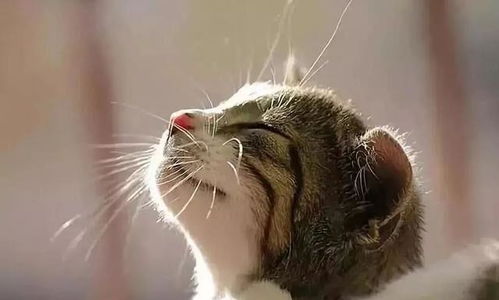 90后吃素女生自制纯素猫粮，吧友，这操作虐猫党都想不出来