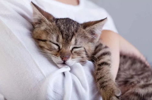 90后吃素女生亲制纯素猫粮,吧友惊叹,虐猫党都想不出这招 90后吃素女生亲制纯素猫粮,吧友惊叹,虐猫党都想不出这招