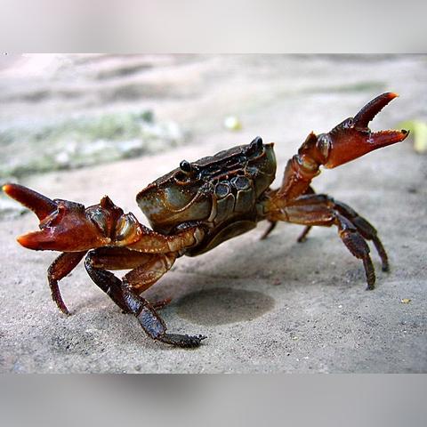 肉钩机制比你想象的更脏