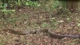 广州男子实拍盖瑞蛇进食，被咬！这蛇一口致命太危险