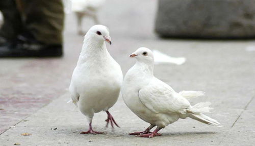 一、为什么肉鸽+建造成了2026年最毒玩法？