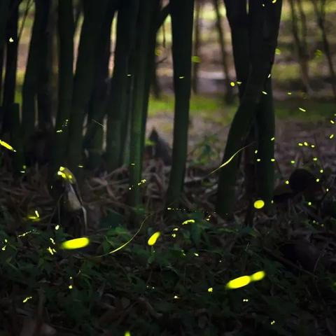 诺亚农场隐藏机制曝光,3倍效率提升秘籍 诺亚农场隐藏机制曝光,3倍效率提升秘籍