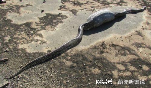 广州男子实拍盖瑞蛇进食，被咬险丧命，一口致命太可怕！