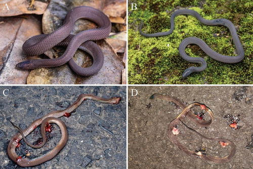 17岁男生科研大突破，发现新物种筷子蛇，研究成果登上SCI期刊