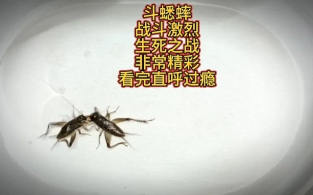 2026年虫王争霸赛在即,斗蟋蟀新手到高手的实战进阶全攻略 2026年虫王争霸赛在即,斗蟋蟀新手到高手的实战进阶全攻略