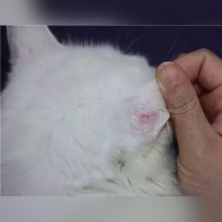 花800买猫染猫藓全身长癣,治疗费用已逼近千元太闹心! 花800买猫染猫藓全身长癣,治疗费用已逼近千元太闹心!